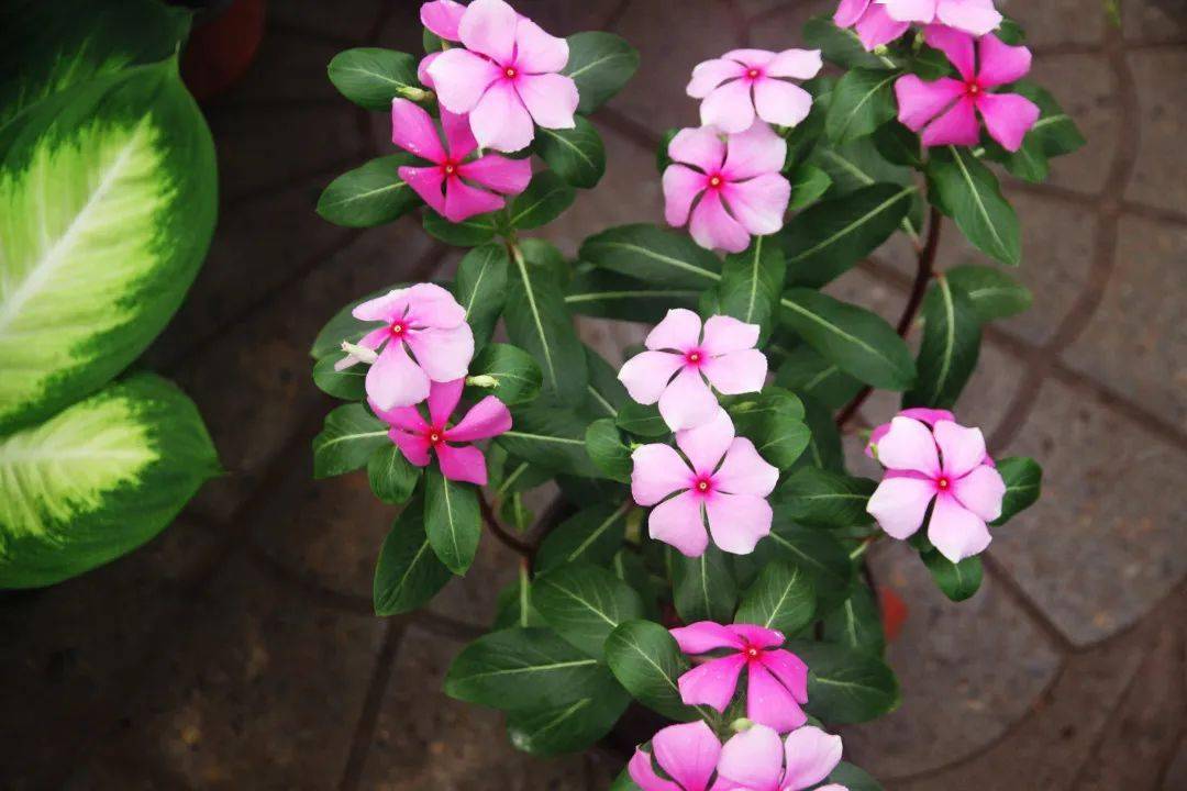 長春花這麼養花多葉又茂