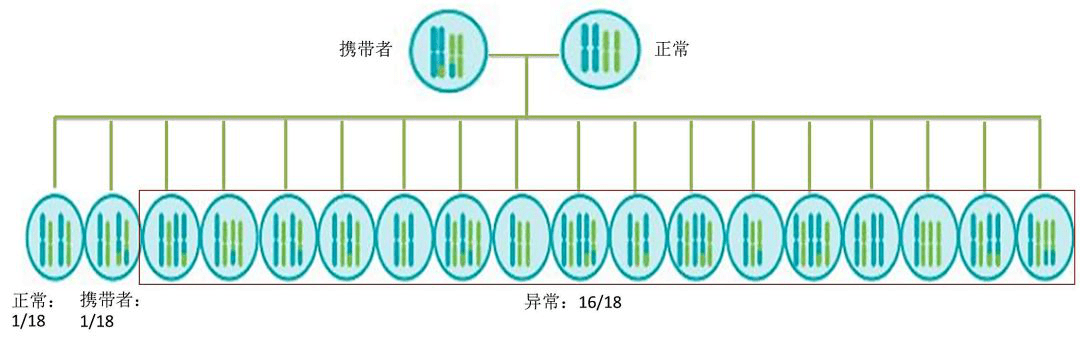 携带者;a,其中仅1种为正常者;任两条不同(非同源)染色体发生平衡易位