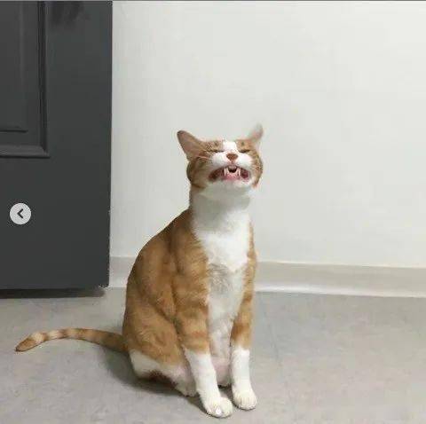 这些沙雕"猫片"经过插画师的二次创作,简直更萌了_猫咪