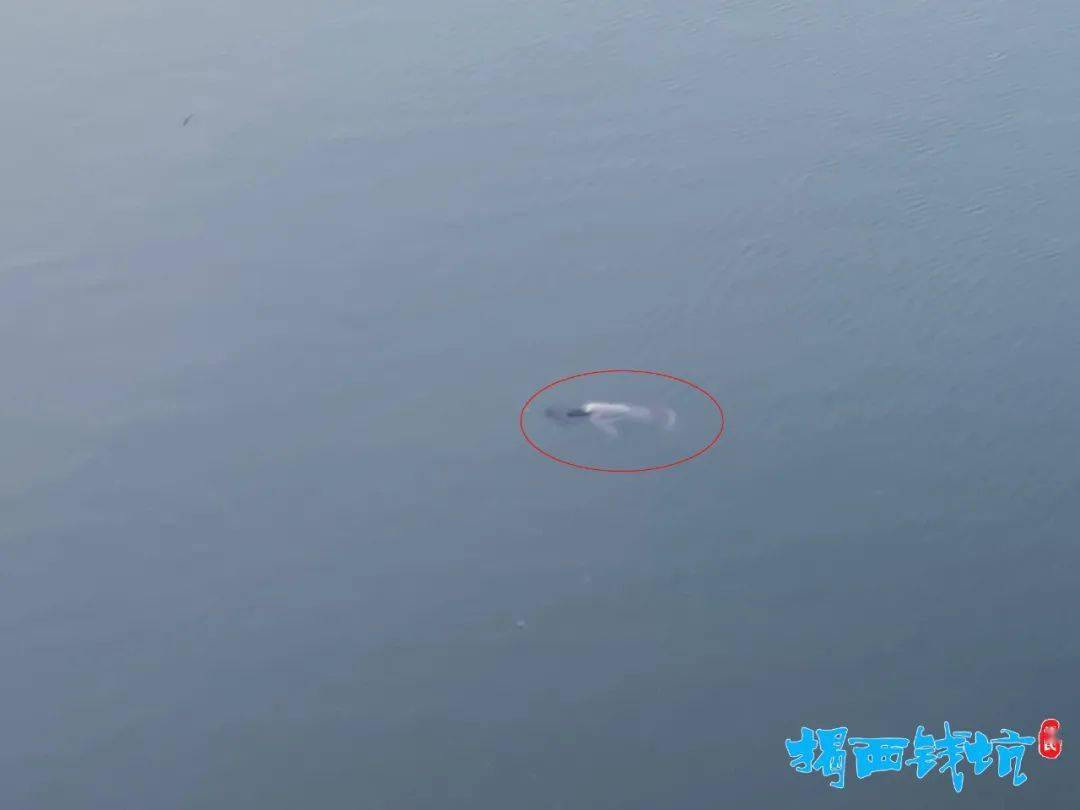 悲剧钱坑大桥下惊现一具女浮尸桥上还留下鞋子与手机