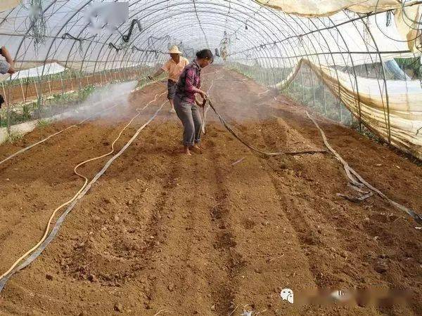 土壤消毒高温闷棚正确操作才管用