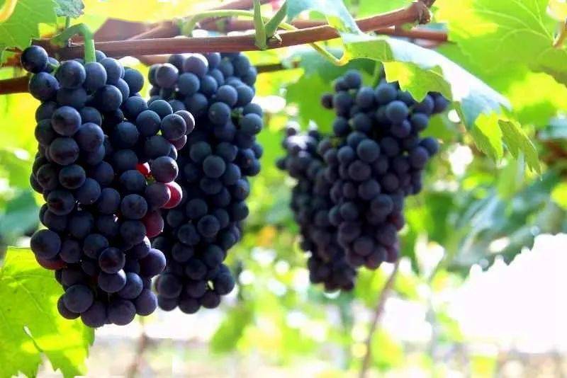 约约约江津这里的蓝玫瑰葡萄熟了甜到心坎里