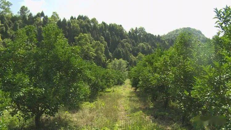 說起家裡的日子越過越好,中江縣集鳳鎮坭賓寺村村民卿烈廣臉上露出了