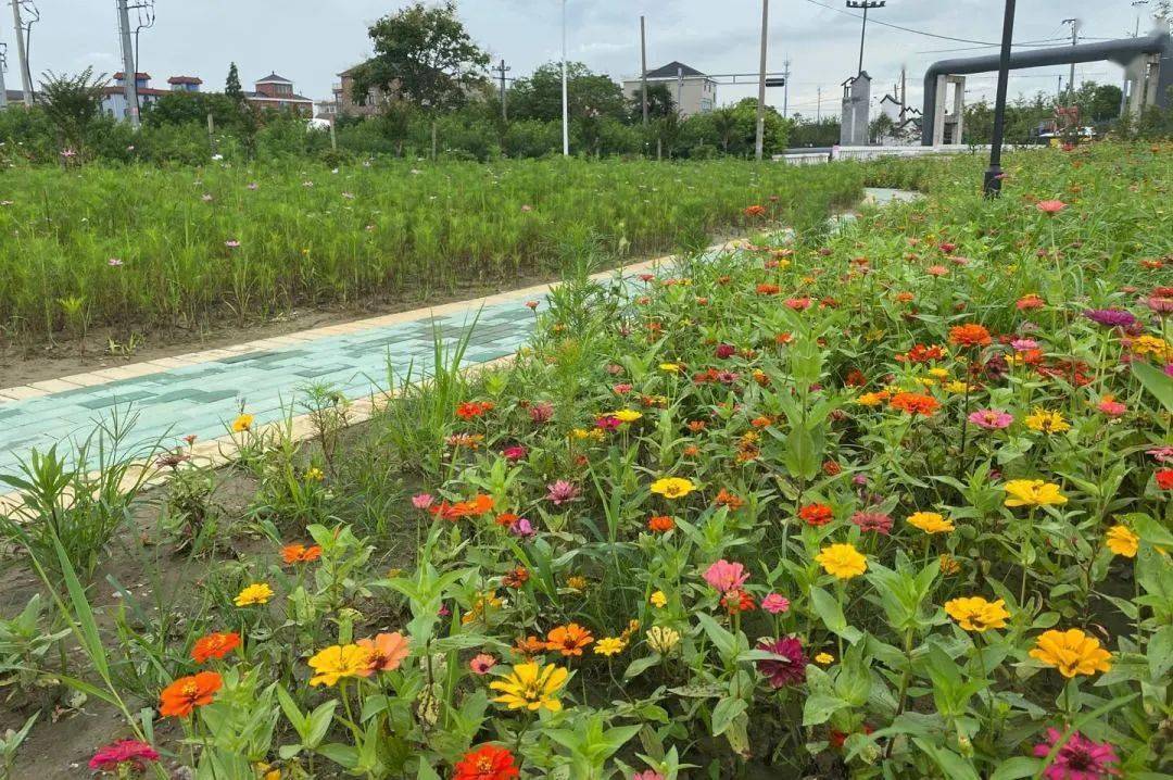 从遭嫌脏乱差到靓丽风景线海王村以旧换新改村颜