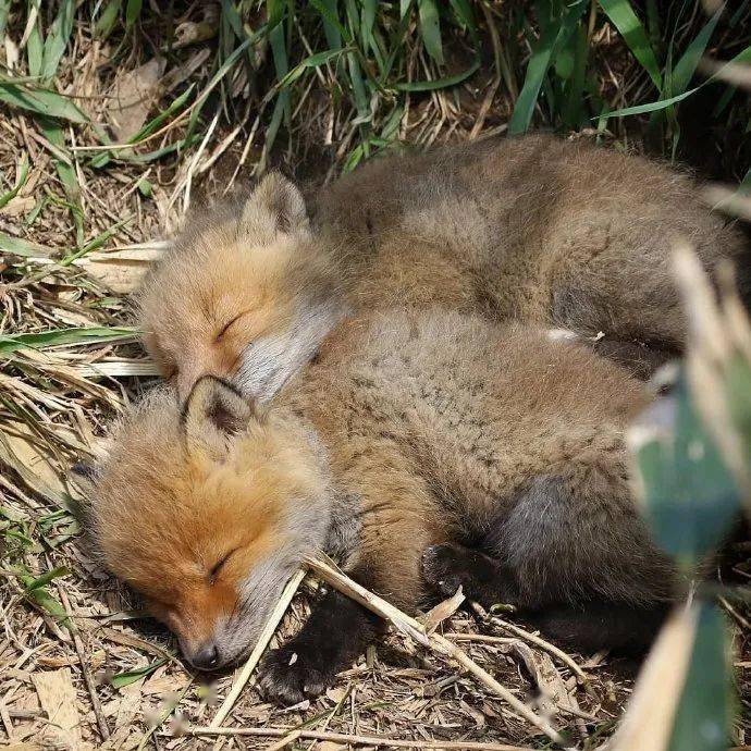 是可爱的小fu狸啊