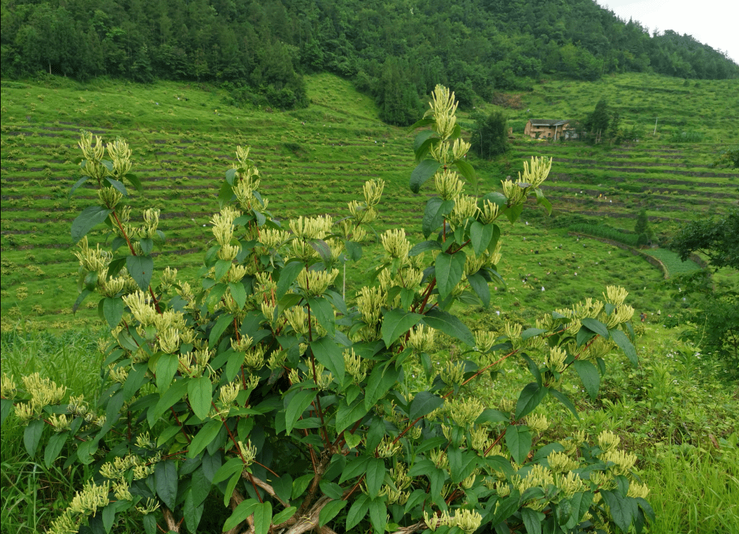据悉,孙诗平近日又引进一家企业在本村其他社种植金银花和羊肚菌,不仅