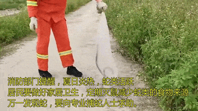 德庆人小心蛇出没!连续两天,都有蛇闯入肇庆居民家中!