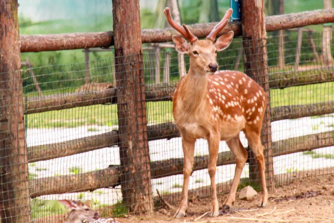 身上长着花的"美男子们"——"回忆杀"系列!_梅花鹿