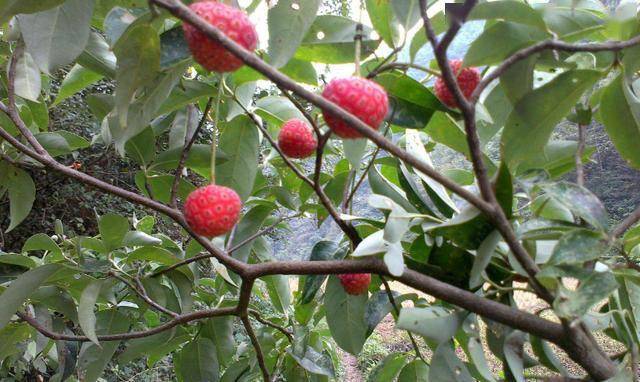 农村野果从小吃到大,殊不知树干被称"帝王木",经济效益可观_荔枝