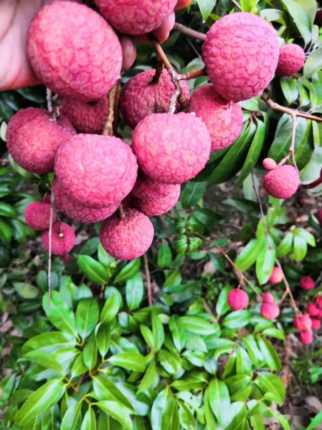 藤县太平江口荔枝正式上市100元斤