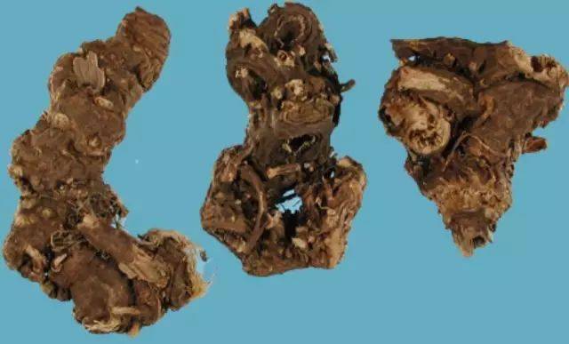 每日一味中药藁本