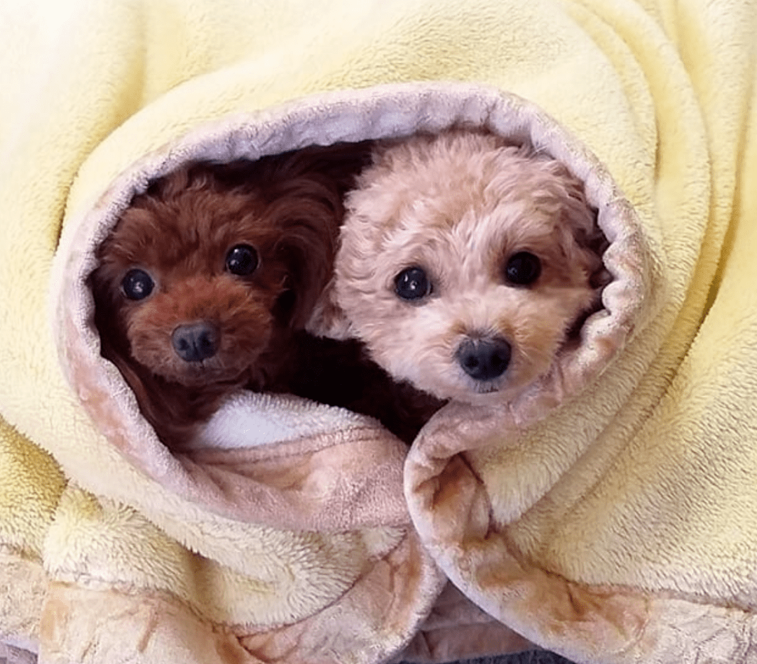 两只小贵宾每天都要拥抱着入睡,主人酸了:能不能考虑下我的感受?