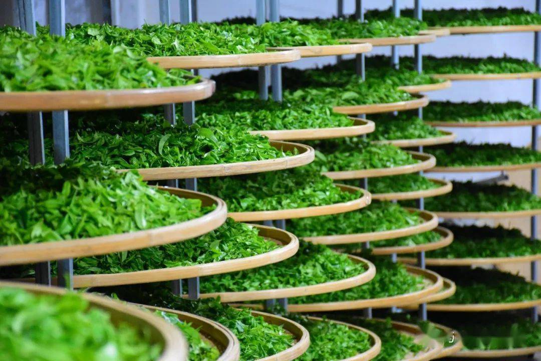 学制茶,制好茶,国家权威部门颁发《制茶师证书》