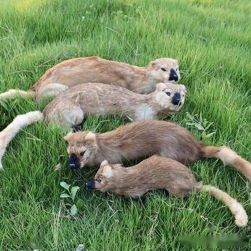 被放生的黄鼠狼一直叩拜谢恩, 竟能听懂人话, 拜佛,流泪,点头, 并在