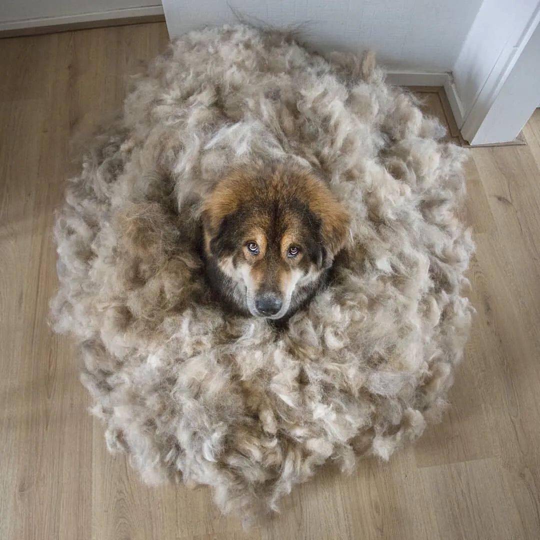 萌宠趣闻 | 狗子掉毛逼疯爱干净的你?有经验的铲屎官教你来应对