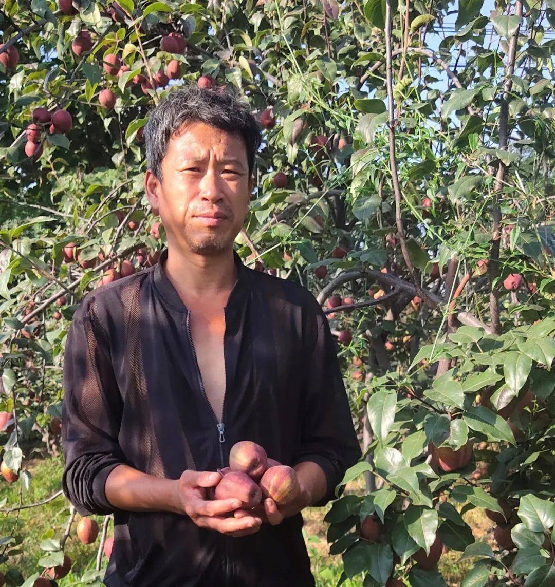 有"天然矿泉水"之称的彩虹梨面临困境,6旬老果农走投无路,5斤包邮29.