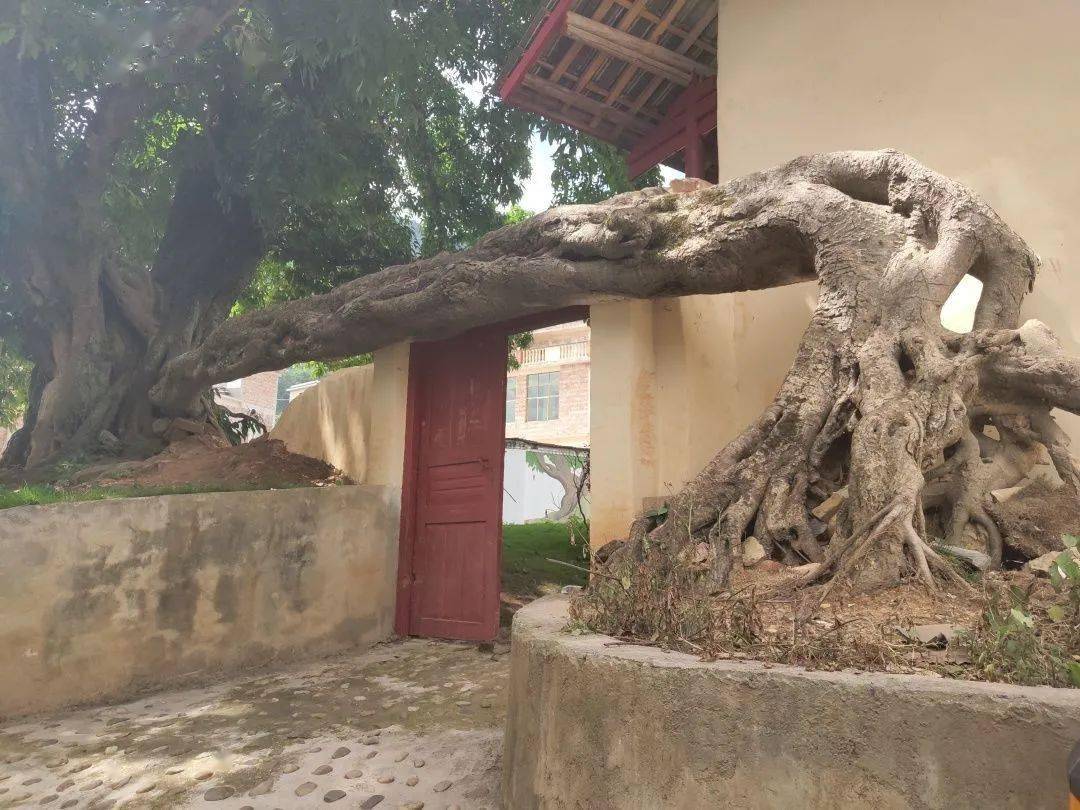 西畴有个"树包门",美极了!