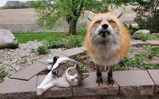 动物之间友情多纯粹院里来了两只狐狸居然跟猫咪混成了好朋友