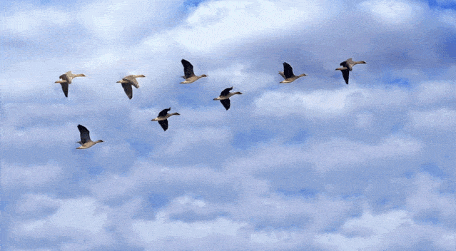 鸿鹄展翅,志在蓝天——第九期"大雁班"开营仪式_团队