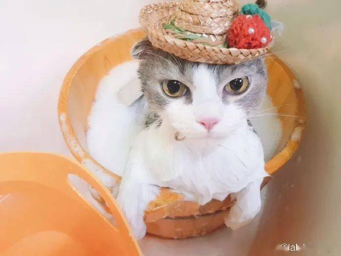 爱豆lisa双标实锤对猫对狗态度不一