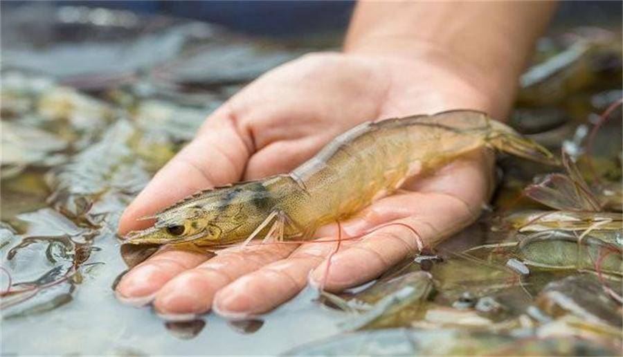 六问"南美白对虾":你是谁?为什么要从厄瓜多尔进口?