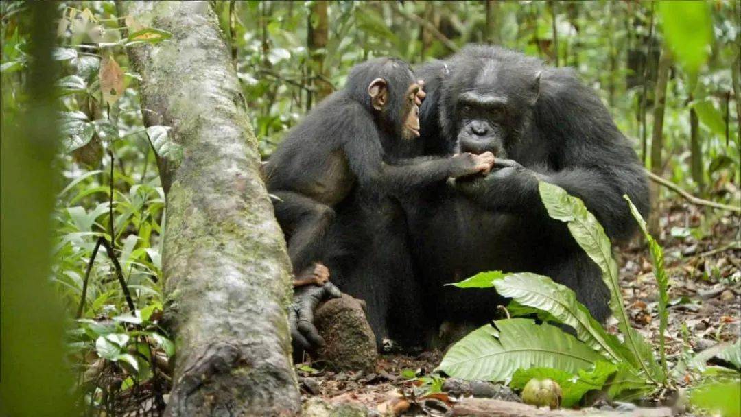 worldchimpanzeedayorg[2]http://wwwjanegoodall