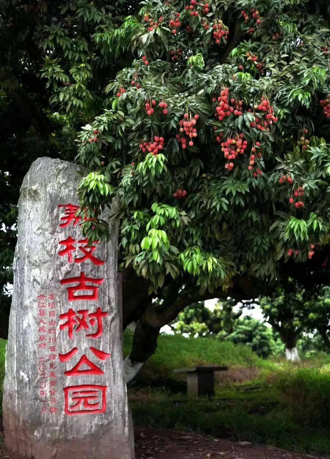 合江荔枝熟了!7月17日,荔江镇荔枝采摘节,等你去嗨!_仪式