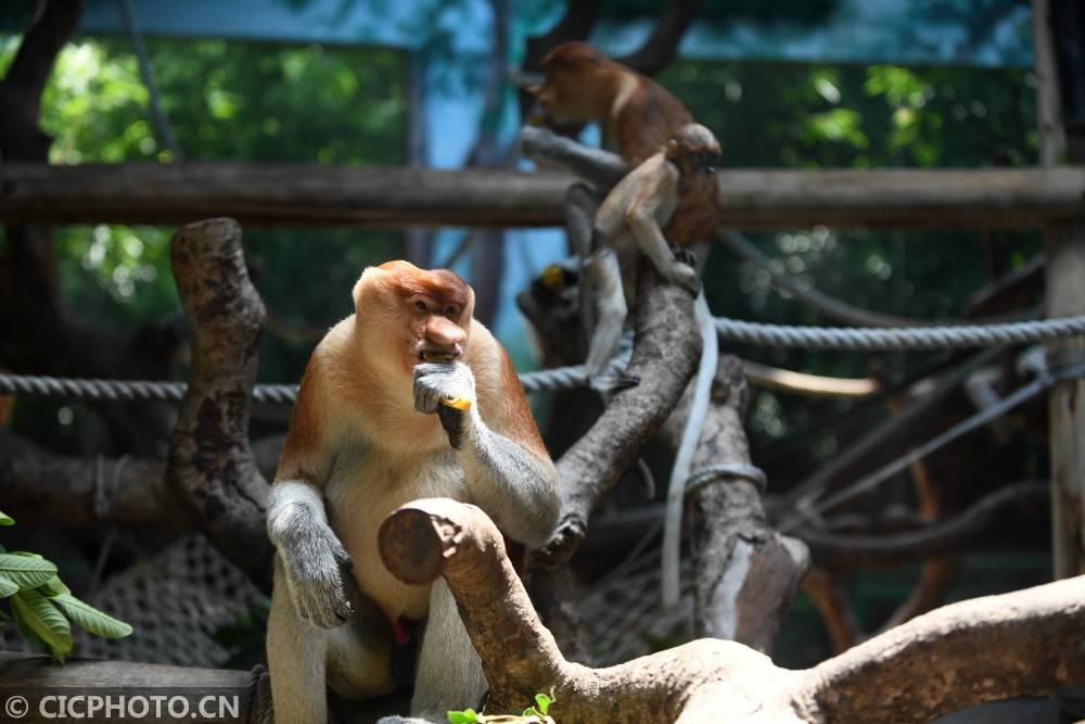 2020年7月14日,在廣州長隆野生動物世界,一隻長鼻猴抱著幼崽.