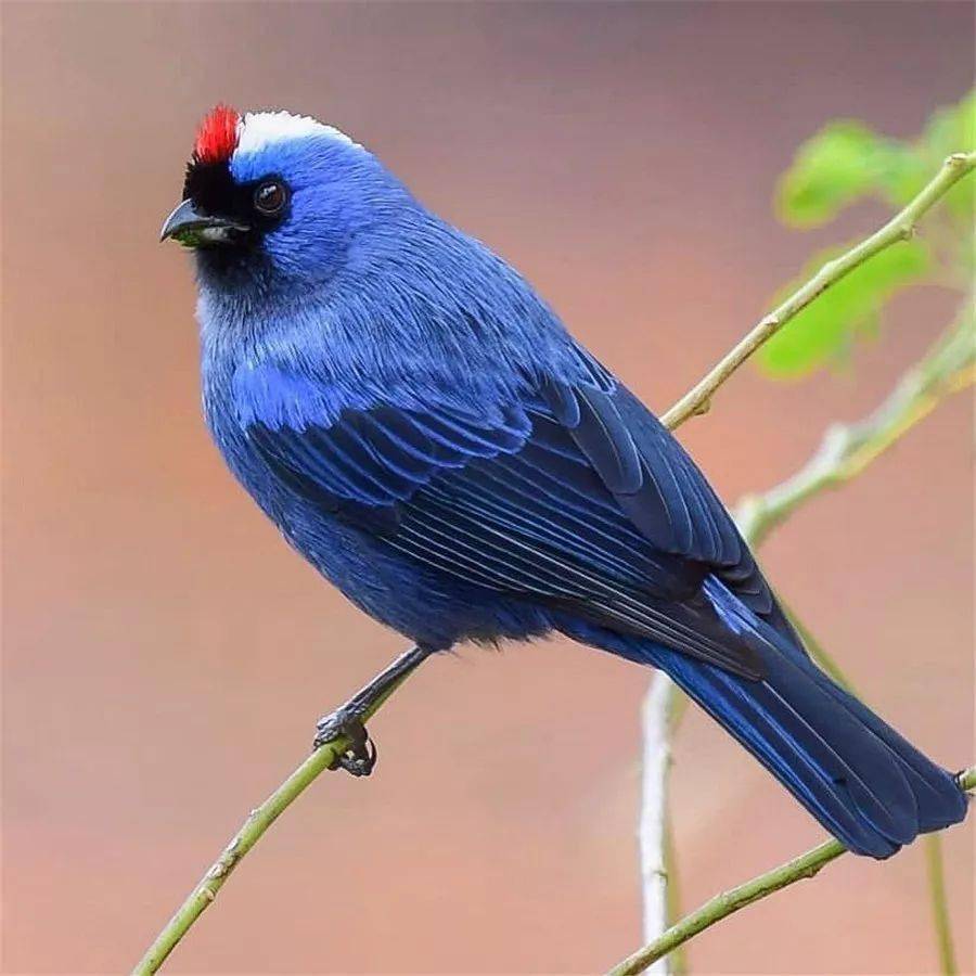 天上飞来一只彩虹鸟太美了