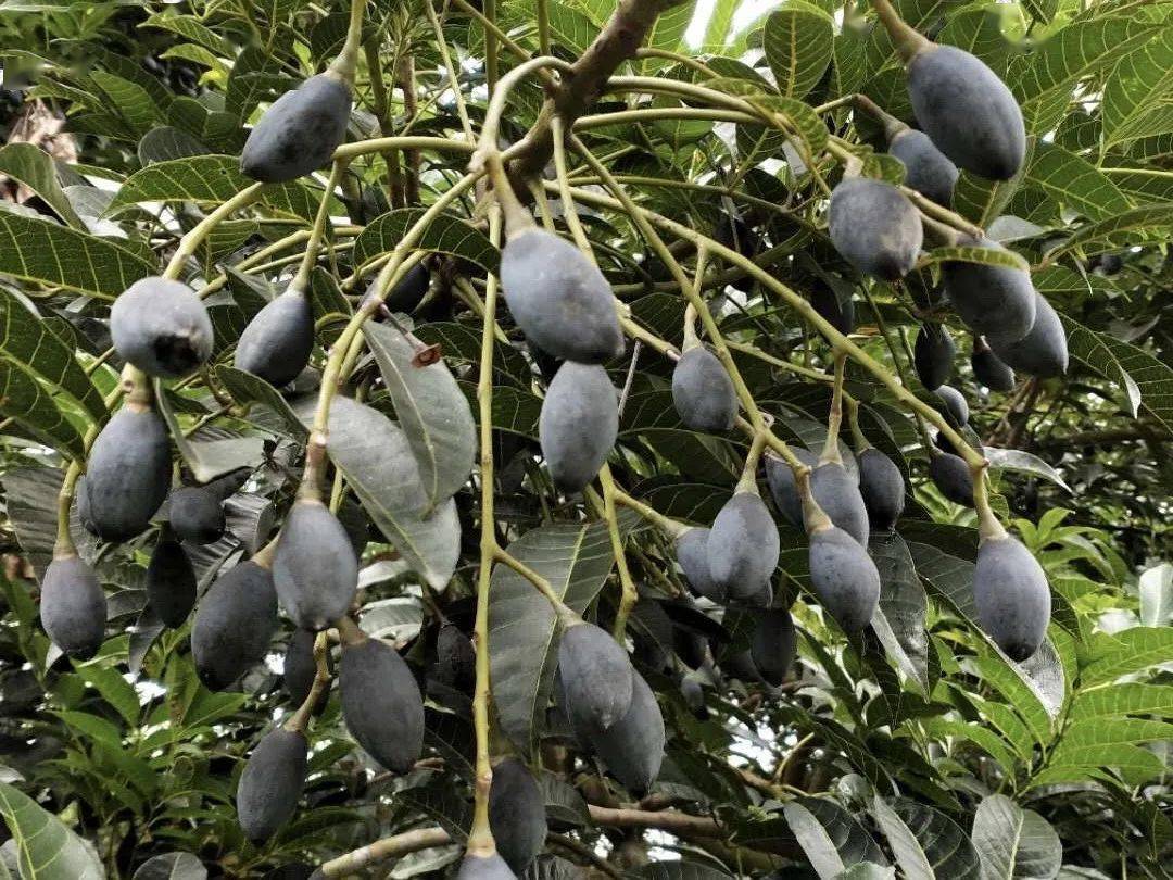 太平风物志|三百洞的这种水果浑身是宝,广州榄雕取材于它!_乌榄