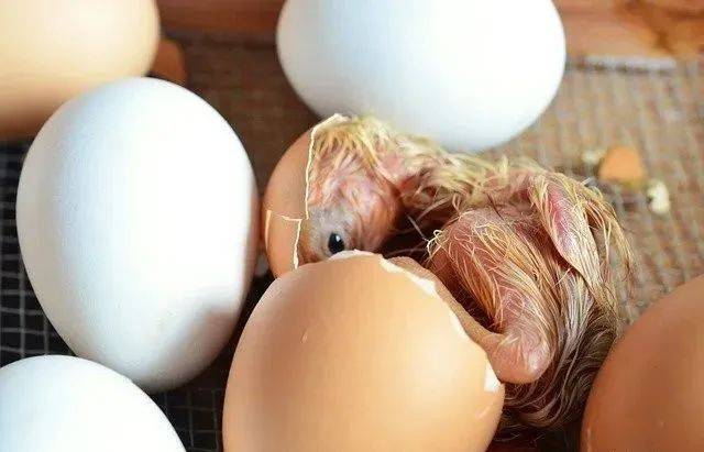 喷水喷水是提高出雏率的关键措施之一,喷水能使蛋壳松脆,山鸡的蛋壳上