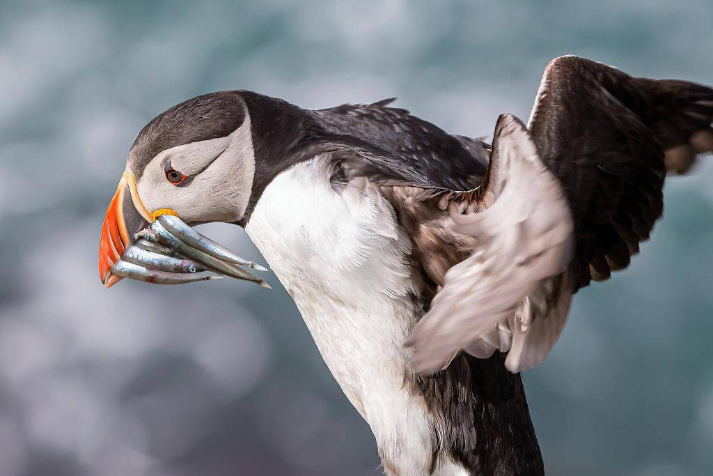 捕鱼达人! 海鹦满嘴塞鱼收获颇丰