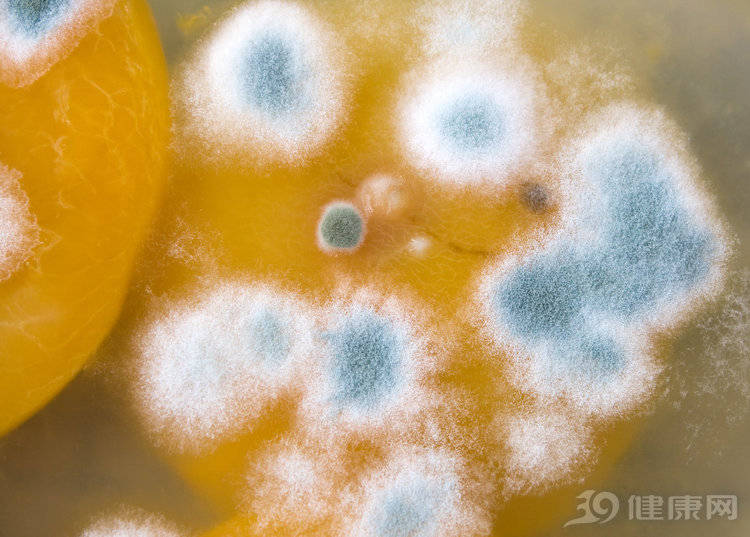 它最喜欢藏在这5种食物中,别舍不得扔_黄曲霉菌