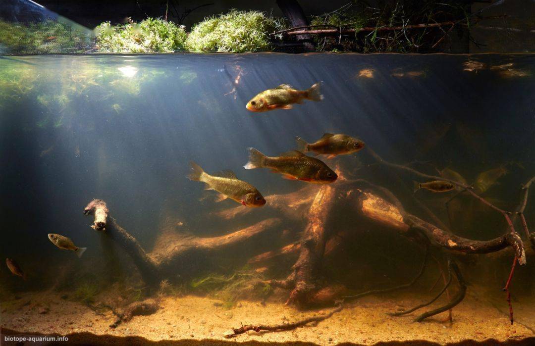 尺寸:78x38x41cm 容积:120l 鱼类/生物:宝莲灯 植物/水草:迷你牛毛