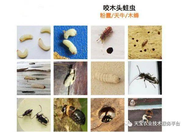 咀嚼式口器害虫用啥药好使