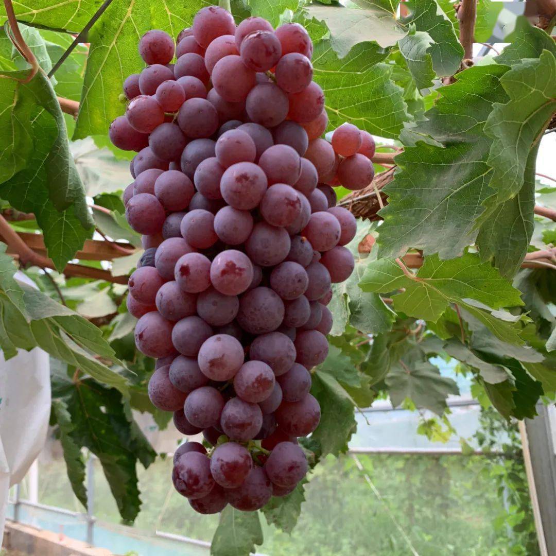 夏黑无核葡萄,弗雷无核葡萄,黑巴拉多葡萄等