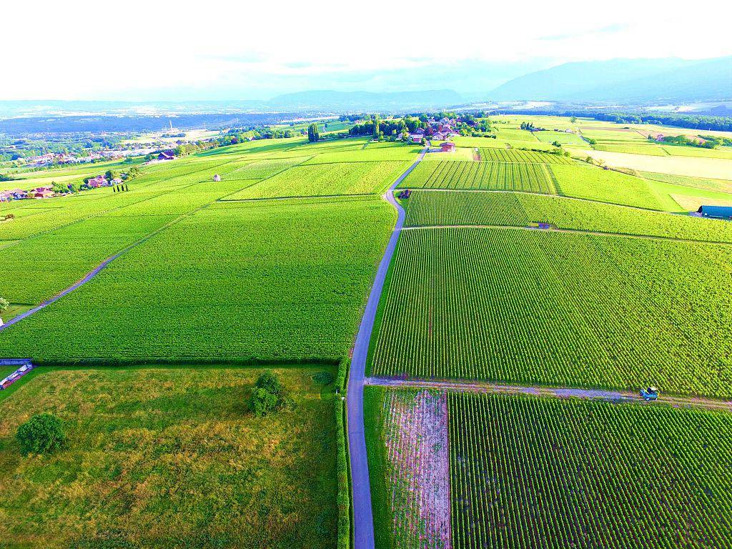 法国:航拍葡萄园和麦田 犹如一幅巨幅的油画