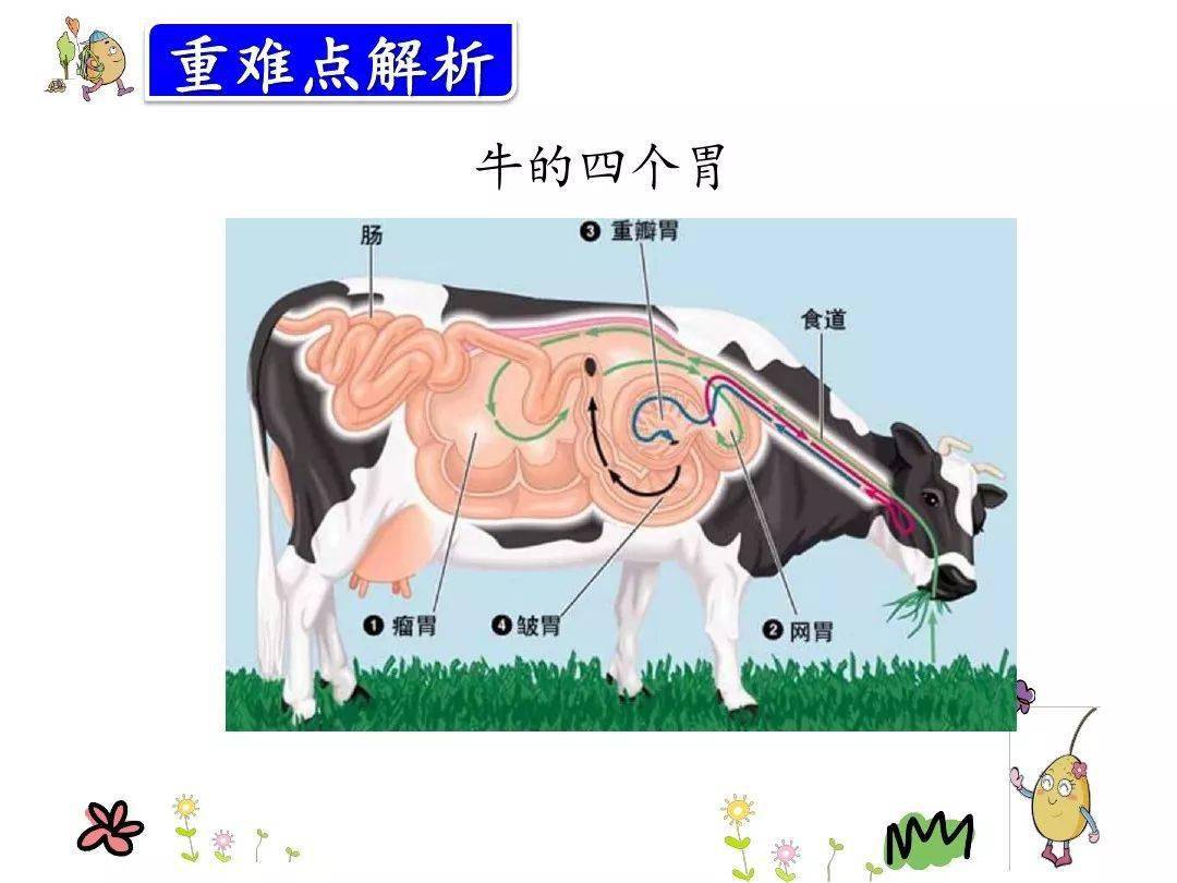 牛的四个胃的路线图图片