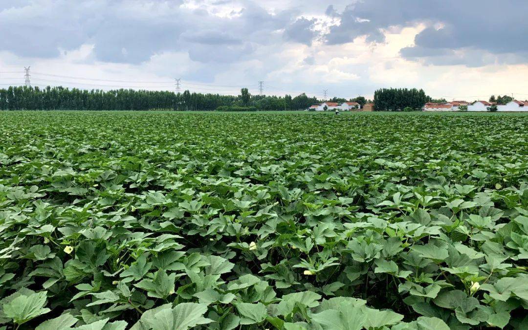 九户镇秋葵种植喜获丰收