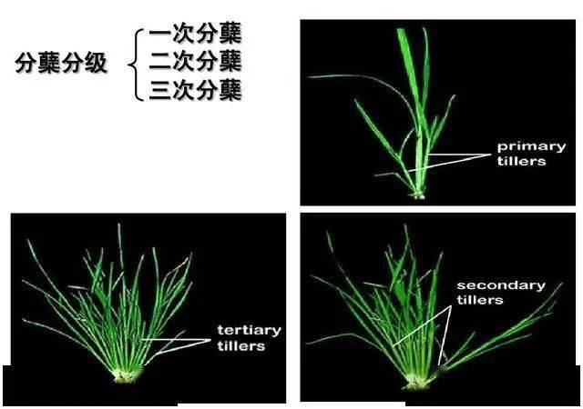 水稻什么是水稻有效分蘖与无效分蘖67种植大户必须弄明白多图详解