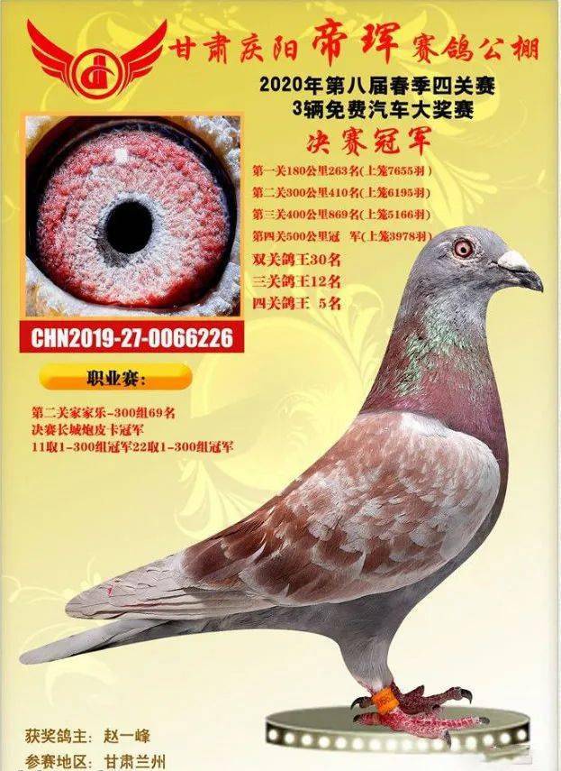 高位鸽怎能少得了威风红"绛"鸽的风采