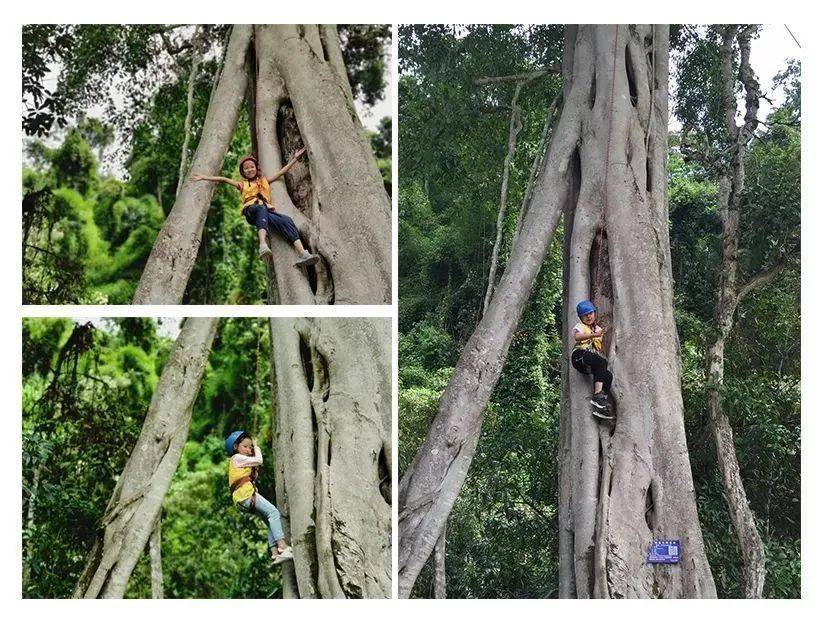 版纳旅游西双版纳自然教育之深度雨林探索6天5晚研学营
