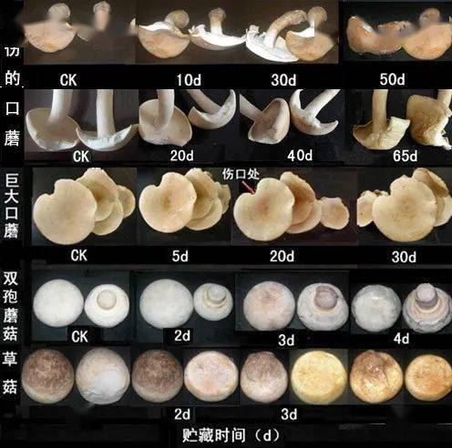 食用真菌,该食用菌味道鲜美,口感爽脆,香气浓郁,并通过原生质体融合获