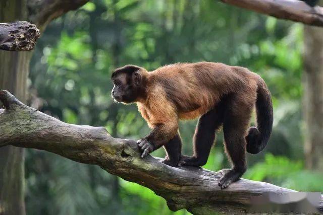 辟谣陆生哺乳动物只能用脚掌行走不它们可分为三种行走类型