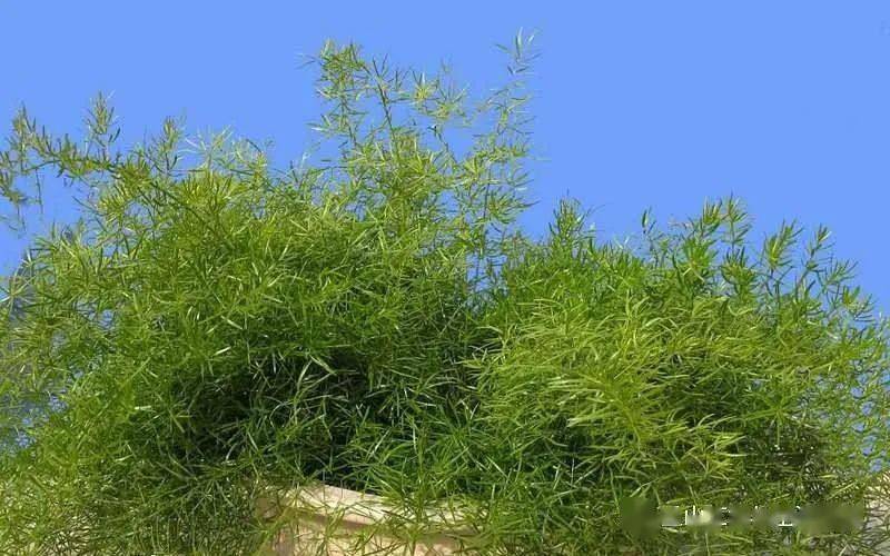 鸳鸯草|作者文美玲|朗诵润雨无声