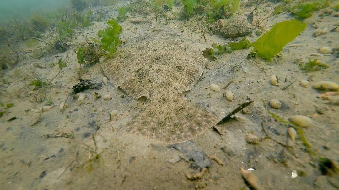 物种图册-大西洋牙鲆