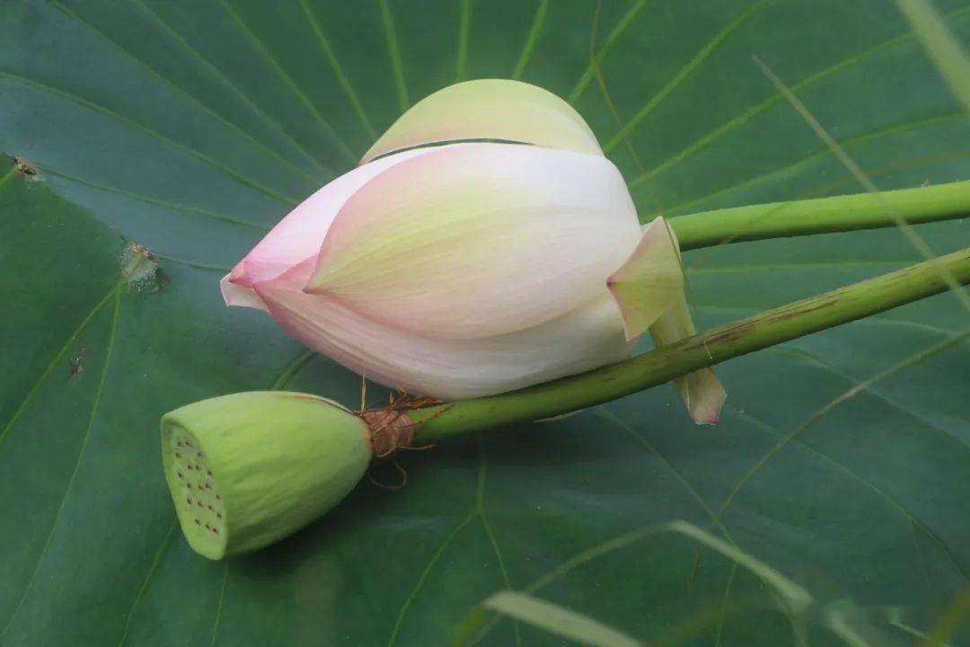 【九保夏景】雨后初晴荷花开_应娜