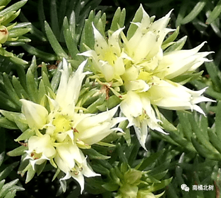 翠雀,藍盆花,老鸛草,瞿麥,地榆,百里香……我就不發圖了,完全沒拍出