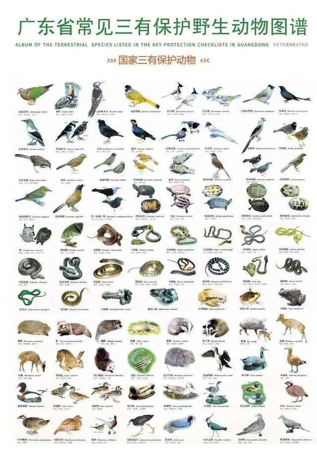 湖南野生动物名单图片