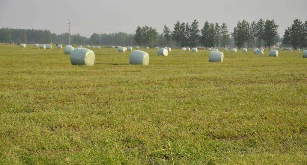 苜蓿青贮饲料发酵流程和制作技术